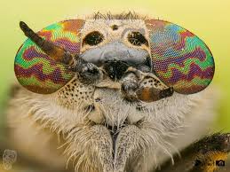 Attēlu rezultāti vaicājumam “Haematopota sp.”