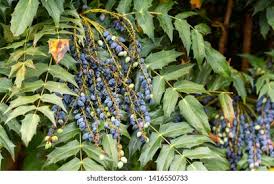 Attēlu rezultāti vaicājumam “Mahonia aquifolium fruit”