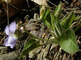 Attēlu rezultāti vaicājumam “Viola collina flower”