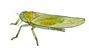 Attēlu rezultāti vaicājumam “Empoasca sp.”