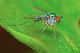 Attēlu rezultāti vaicājumam “Dolichopodidae”