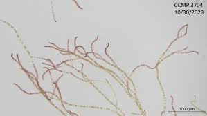 Attēlu rezultāti vaicājumam “Ceramium sp.”