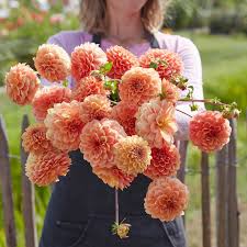 Image result for Dahlia x pinnata `Decorative Giants`