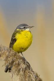 Attēlu rezultāti vaicājumam “Motacilla flava flava adult”