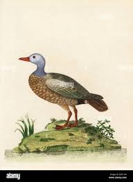 Attēlu rezultāti vaicājumam “Rusina ferruginea female”