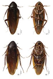 Attēlu rezultāti vaicājumam “Blattoptera”