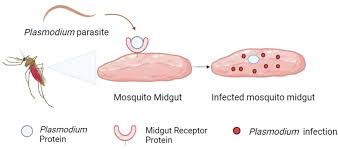 Attēlu rezultāti vaicājumam “undetermined plasmodium”