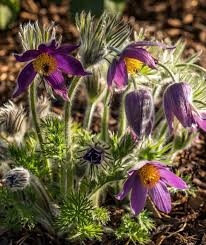 Image result for Kuhschelle