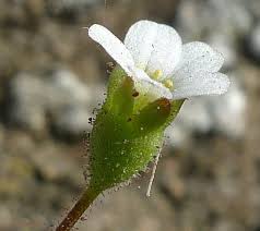 Attēlu rezultāti vaicājumam “Saxifraga tridactylites flower”