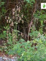 Attēlu rezultāti vaicājumam “Thalictrum minus”