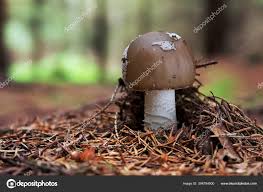 Attēlu rezultāti vaicājumam “Amanita excelsa”