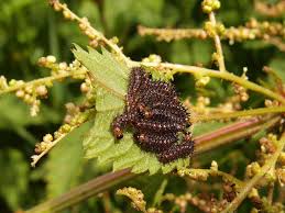 Attēlu rezultāti vaicājumam “Araschnia levana upperside”