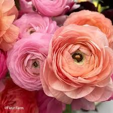 Attēlu rezultāti vaicājumam “Ranunculus mendax flower”