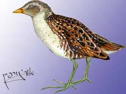 Image result for Porzana pusilla