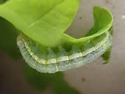 Attēlu rezultāti vaicājumam “Cosmia trapezina”