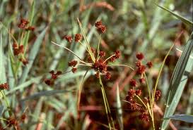Attēlu rezultāti vaicājumam “Adoxus obscurus”