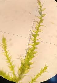 Attēlu rezultāti vaicājumam “Campylophyllum sommerfeltii”