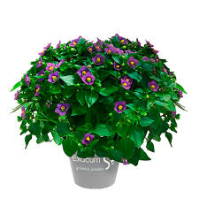 Image result for Exacum affine