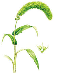 Attēlu rezultāti vaicājumam “Setaria italica”