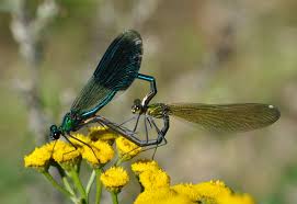 Attēlu rezultāti vaicājumam “Calopteryx splendens”