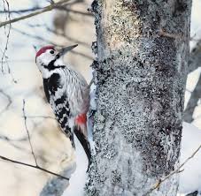 Attēlu rezultāti vaicājumam “Dendrocopos leucotos male”