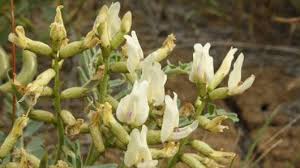 Attēlu rezultāti vaicājumam “Astragalus arenarius leaf”