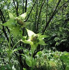 Attēlu rezultāti vaicājumam “Cirsium oleraceum”