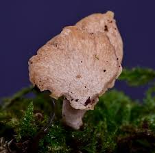 Attēlu rezultāti vaicājumam “Polyporus tuberaster”