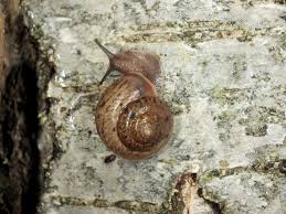 Attēlu rezultāti vaicājumam “Fruticola fruticum”