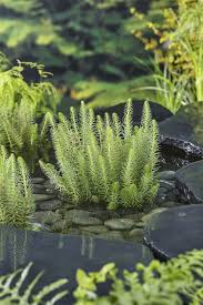 Attēlu rezultāti vaicājumam “Hippuris vulgaris”