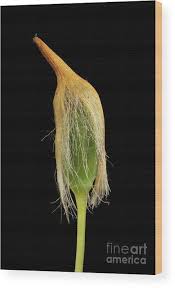 Attēlu rezultāti vaicājumam “Polytrichastrum formosum”