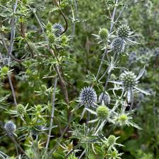 Attēlu rezultāti vaicājumam “Eryngium planum flower”