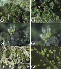 Attēlu rezultāti vaicājumam “Fellhanera subtilis”