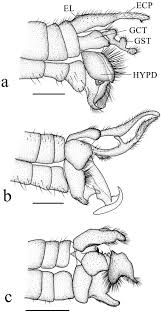 Attēlu rezultāti vaicājumam “Ptychoptera sp.”