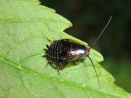 Attēlu rezultāti vaicājumam “Ectobius sylvestris nymph”