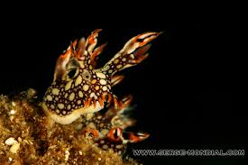 ผลการค้นหารูปภาพสำหรับ Bornella Anguilla