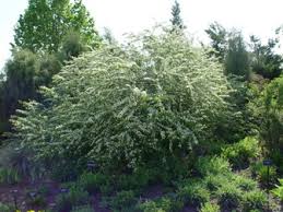 Attēlu rezultāti vaicājumam “Cotoneaster multiflorus”