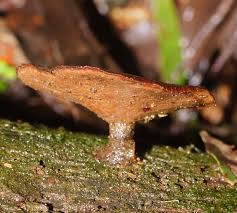 Attēlu rezultāti vaicājumam “Polyporus melanopus”