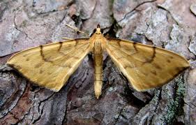 Attēlu rezultāti vaicājumam “Eulithis pyraliata”