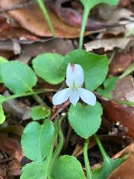 Attēlu rezultāti vaicājumam “Viola epipsila leaf”