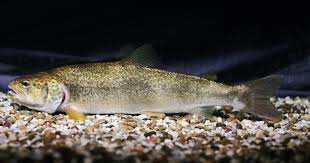 Image result for Salmo marmoratus