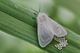 Attēlu rezultāti vaicājumam “Diaphora mendica”