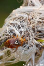 Attēlu rezultāti vaicājumam “Lygus pratensis imago”