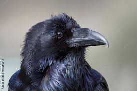 Attēlu rezultāti vaicājumam “Corvus corax adult”