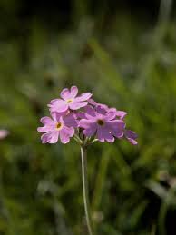 Attēlu rezultāti vaicājumam “Primula farinosa flower”