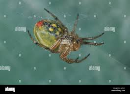 Attēlu rezultāti vaicājumam “Araniella”