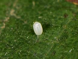 Attēlu rezultāti vaicājumam “Thyatira batis larva”