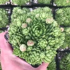 Attēlu rezultāti vaicājumam “Jovibarba globifera bud”