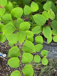 Attēlu rezultāti vaicājumam “Reynoutria sachalinensis leaf”