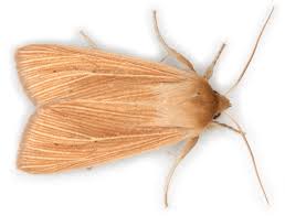 Attēlu rezultāti vaicājumam “Mythimna flammea”